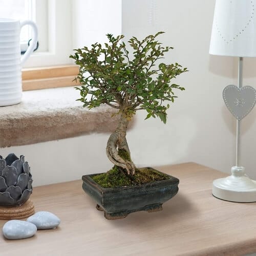 Elm Bonsai in 15cm ceramic planter Amazing Gifts For A Female Boss That Will Surely Fill Her With Joy